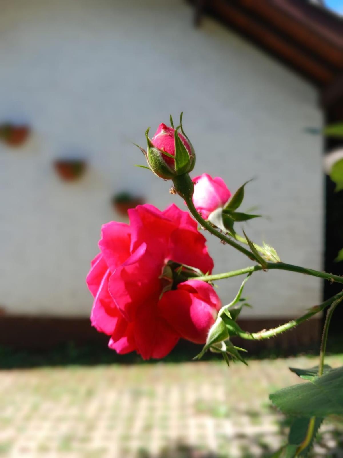 Lodge Caminho Da Fonte Monte Verde (Minas Gerais)